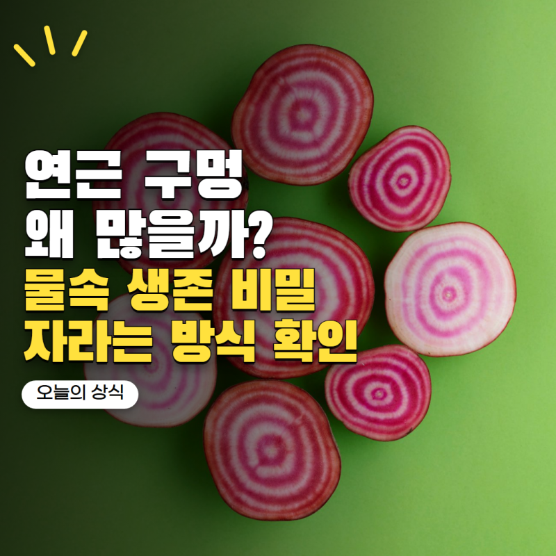 연근 구멍은 왜 이렇게 많을까? 자라는 방식 알고 보면 더 신기해요