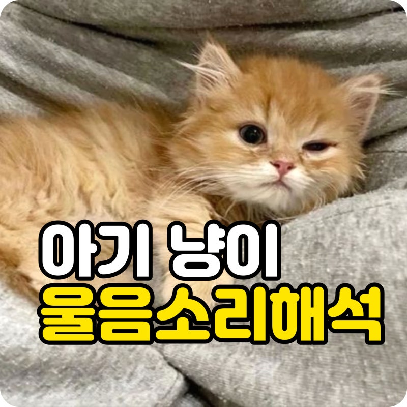 아기 고양이 울음소리 왜 다를까? 종류에 따라 달라지는 해석