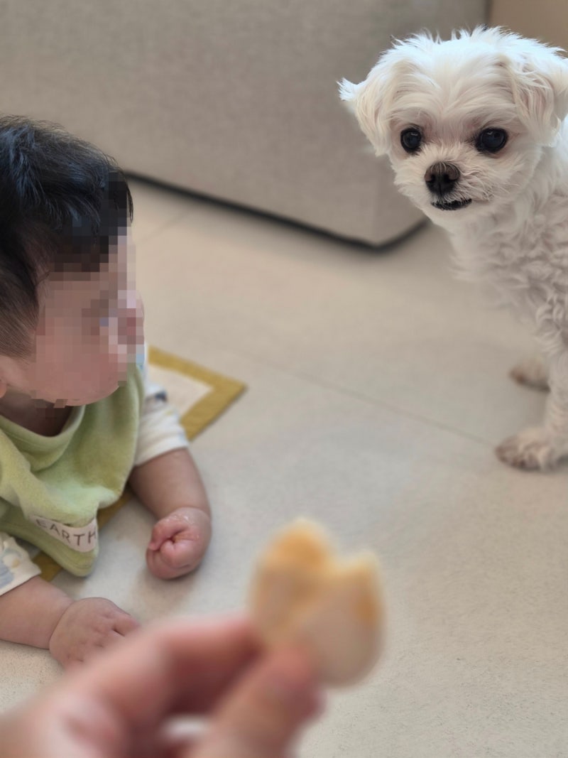 아기 떡뻥 언제부터 주면 될까?