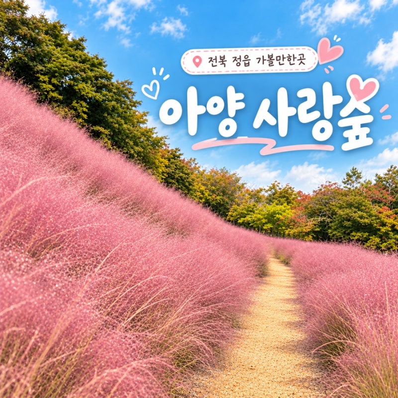 전북 정읍 가볼 만한 곳｜가을에 꼭 가봐야 할 아름다운 핑크뮬리 명소 _다....