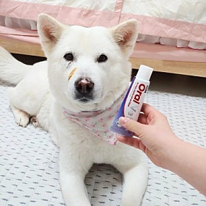 페노비스 강아지 치약 구취 제거 솔직 후기