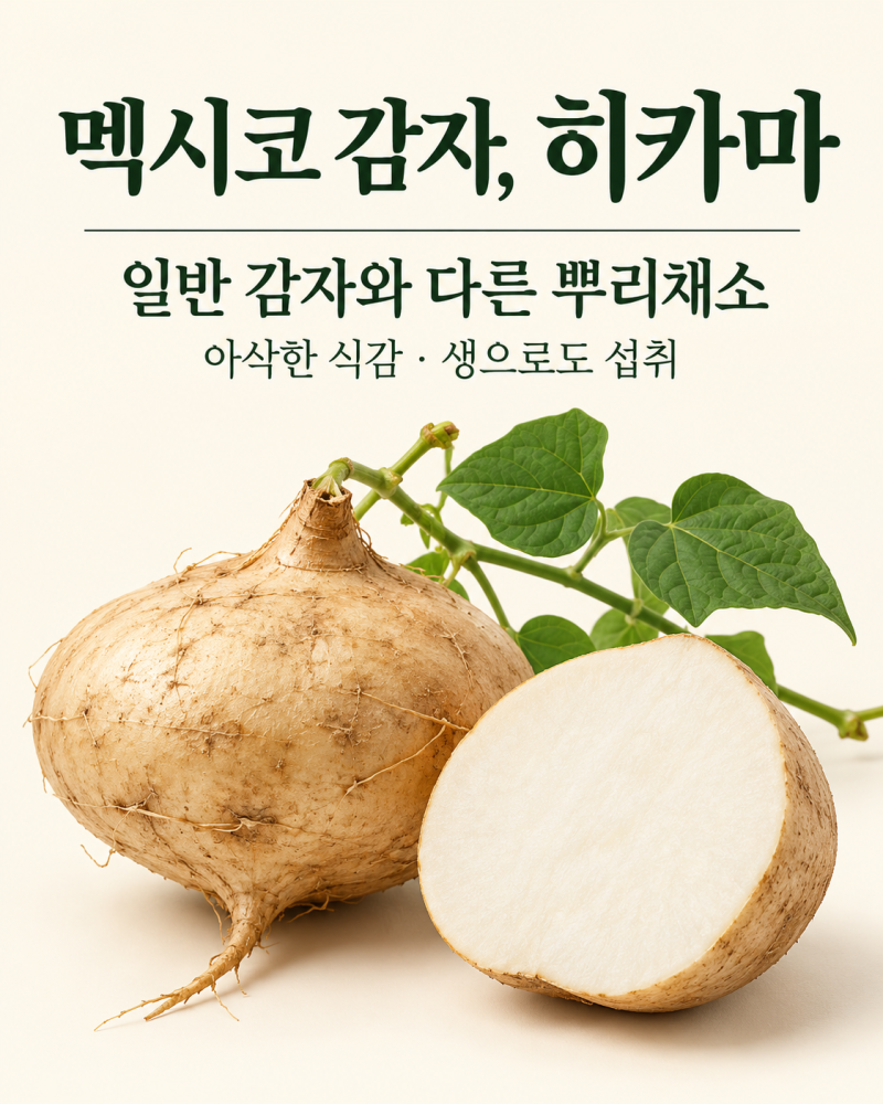 멕시코 감자 히카마, 일반 감자와 무엇이 다를까?