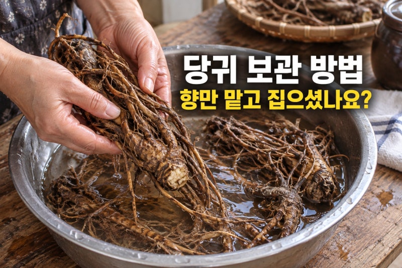 "향만 맡고 집으셨나요?" 당귀 제철과 구입 요령, 가을 햇뿌리 고르는 법 · 달임과 보관 방법
