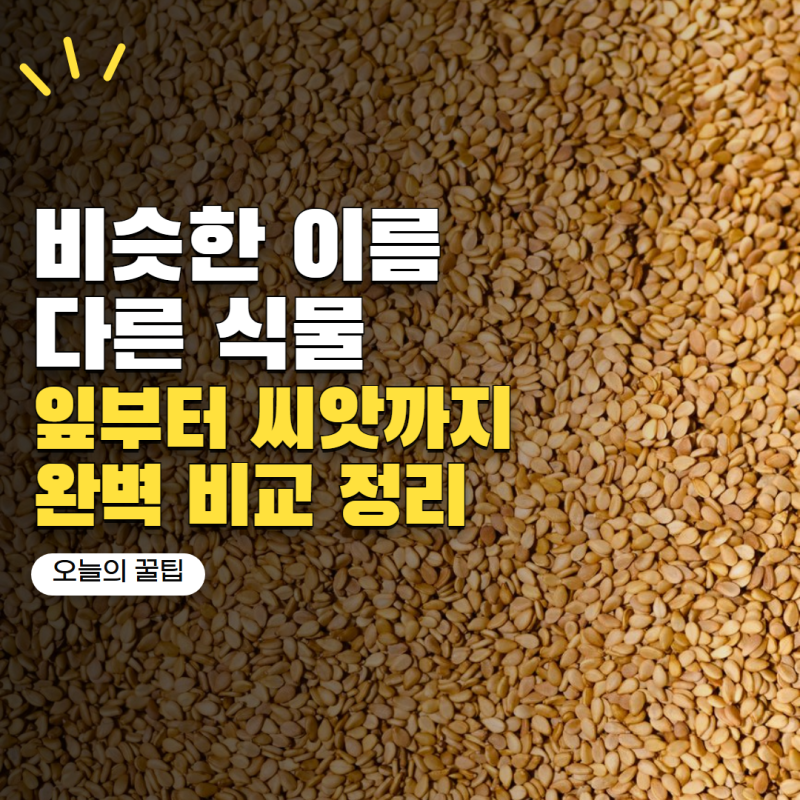 들깨와 참깨 이름은 비슷한데 전혀 다른 식물이라고? 잎부터 씨앗까지 비교해봤어요