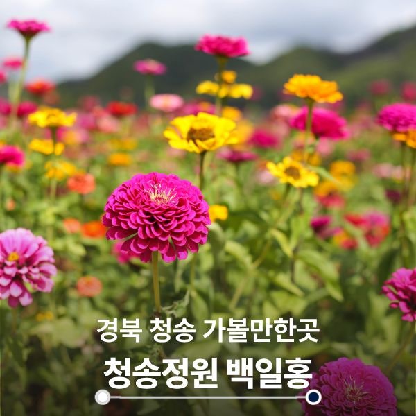 경북 청송 여행 10월 가볼만한곳 산소카페 청송정원 백일홍 꽃구경