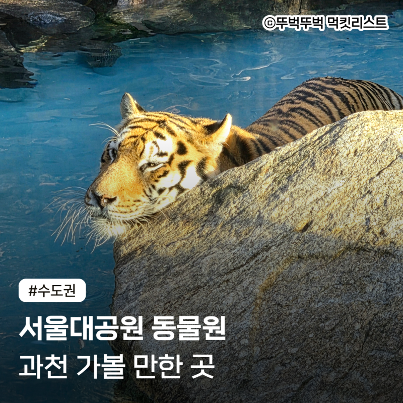 과천 가볼 만한 곳 | 서울대공원 동물원 | 입장료 할인 리프트 코끼리 열차 주차 요금 | 관람 ....