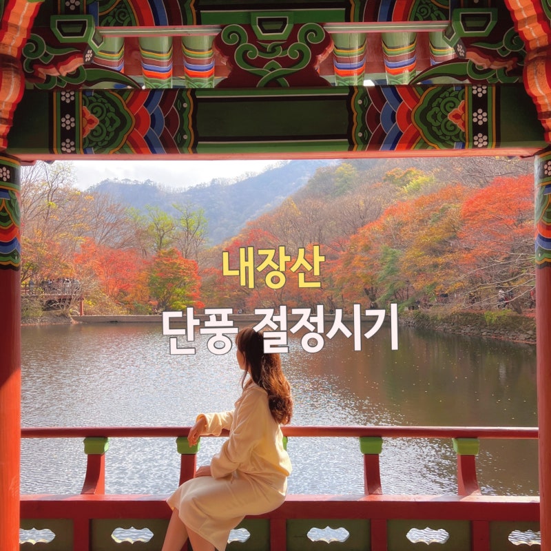 2026 내장산 단풍시기 언제? 절정 때 직접 다녀온 후기