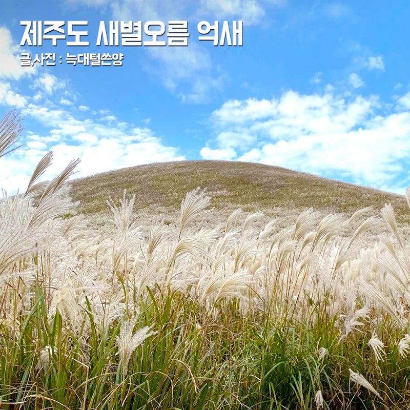 제주 억새 명소 제주도 새별오름 소요 시간 주차 일몰