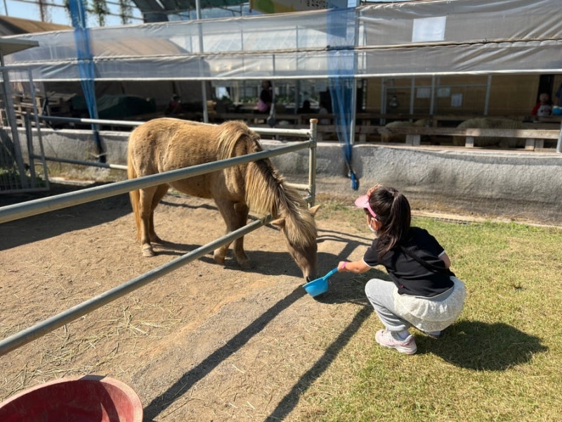 용인 실내가볼만한곳 동물먹이체험/ 고구마캐기 불멍까지