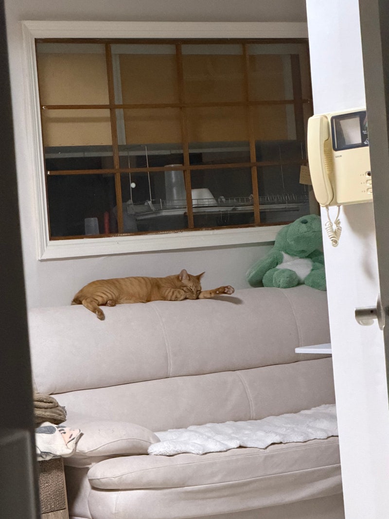 집순이의 나른한 일요일 휴무 일상 ️ 침대 밖은 위험해! 고양이 세 마리와 함께하는 행복한 ....