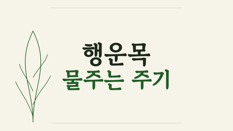 행운목 물주는 주기 계절별 흙 상태로 맞추는 쉬운 방법