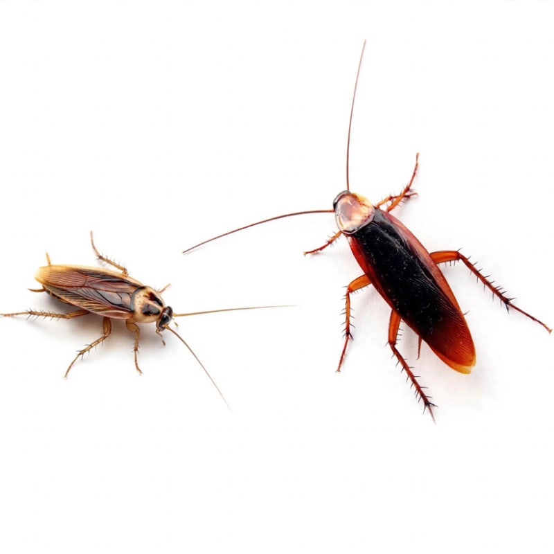부산 중동산 아파트 바퀴벌레 비상! 유입 원인부터 실전 퇴치까지 한번에 정리!