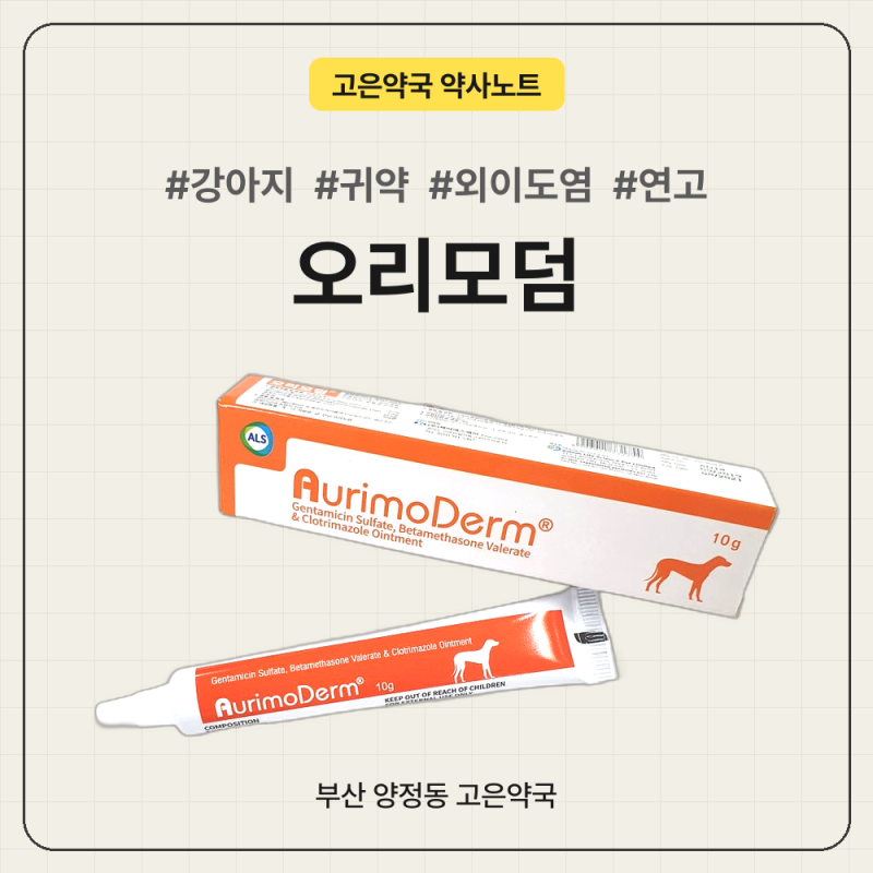 오리모덤 강아지 귀약, 외이도염 연고 넣는 법과 주의사항, 부산 동물약국