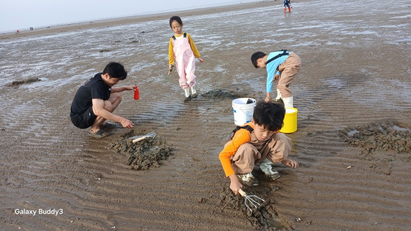 2026.09.24 서천 조개잡기 갯벌체험 ☞ 아이와 함께 춘장대 펜션에 오신 손님 가족들과 서천 갯....