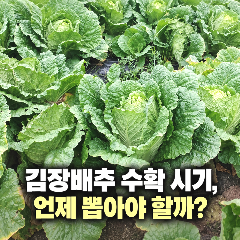 김장배추 수확 시기, 언제 뽑아야 할까? 결구 상태와 첫서리 확인하세요
