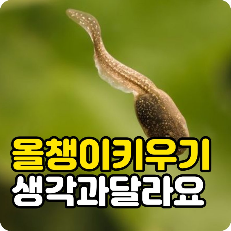 올챙이 키우기 생각보다 달라요, 먹이와 밥보다 뒷다리 나오면 꼭 볼 것