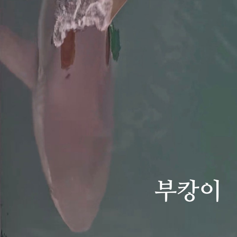 부산 가볼 만한 곳 북항 친수공원 부캉이 실시간 관람 위치 후기