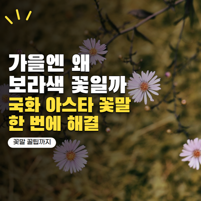 보라색 꽃이 유독 가을에 예뻐 보이는 이유? 국화·아스타·구절초 꽃말까지 정리