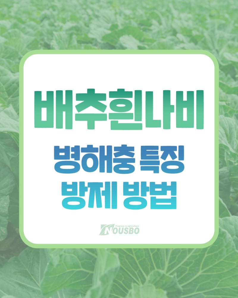 배추 잎에 구멍이 숭숭? 배추흰나비 애벌레(청벌레) 특징과 방제법