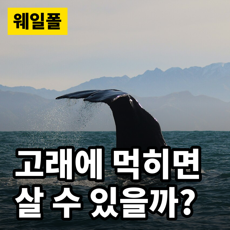 웨일폴 고래에 먹힌 남자, 실제로 살아남을 수 있을까?