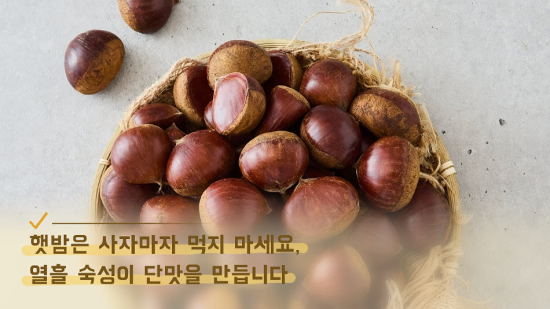 햇밤은 사자마자 먹지 마세요, 열흘 숙성이 단맛을 만듭니다