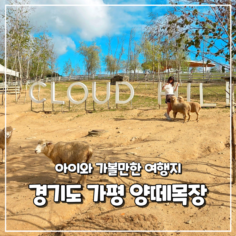 가평 아이와 가볼만한 곳 음료부터 동물 먹이주기까지 가평 양떼목장