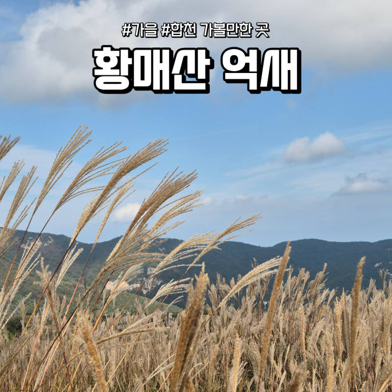 합천 황매산 억새, 10월 가을여행 가볼만한곳 추천 (실시간 개화 확인 방법도 알려드림!)