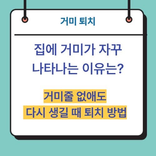 집에 거미가 자꾸 나타나는 이유는? 거미줄 없애도 다시 생길 때 퇴치 방법