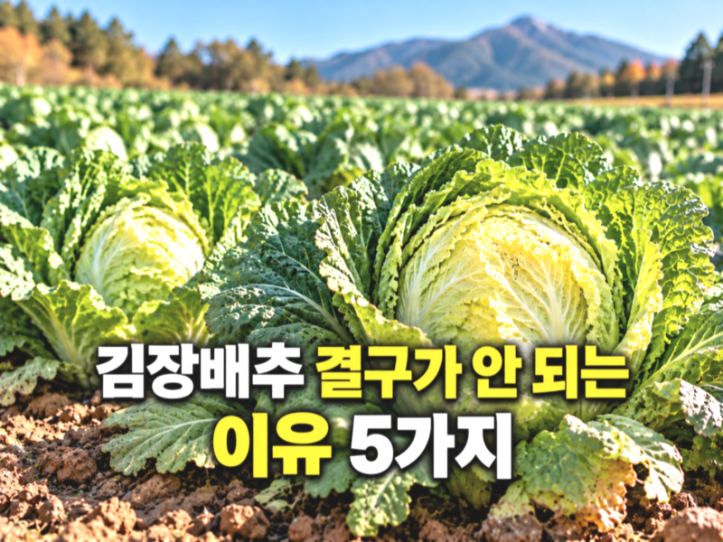 김장배추 결구가 안 되는 이유 5가지, 지금 확인할 것