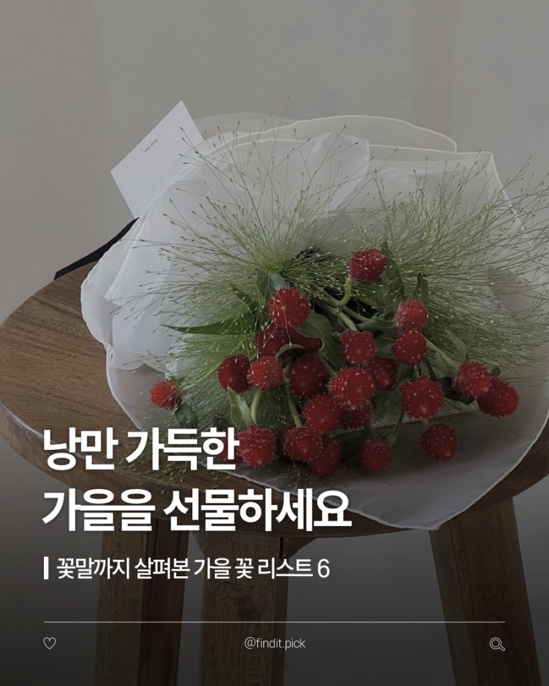 Finditㅣ낭만 가득한 가을을 선물하세요 :: 가을 꽃 리스트 6 색깔별 의미