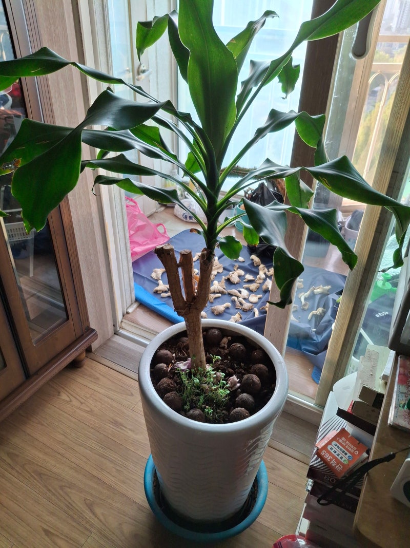 30년 된 행운목, 분갈이 대신 흙만 20cm 바꿨다