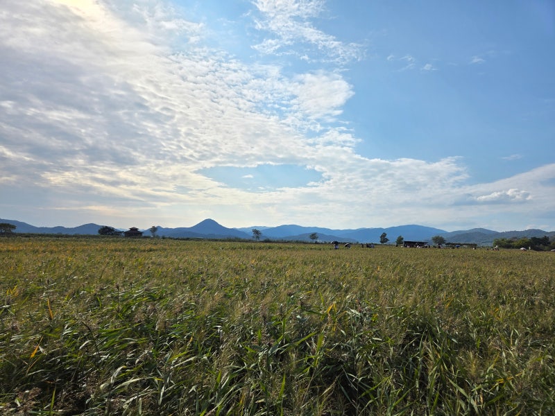 [ 순천 ] 전남 순천 필수코스 “순천만습지” 갈대 절정 시기 용산전망대 가는법 추천 옷차림