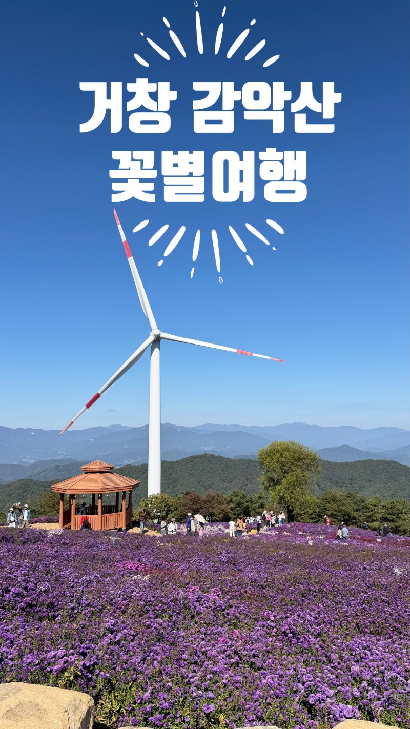 2026 거창 감악산 꽃별여행 후기｜별바람언덕 아스타국화·구절초·전망대·셔틀버스