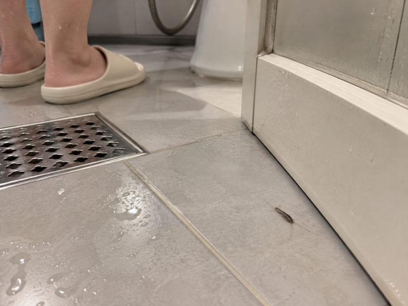 좀벌레 퇴치, 잡아도 또 나온다면? 아파트에 생기는 이유 5가지