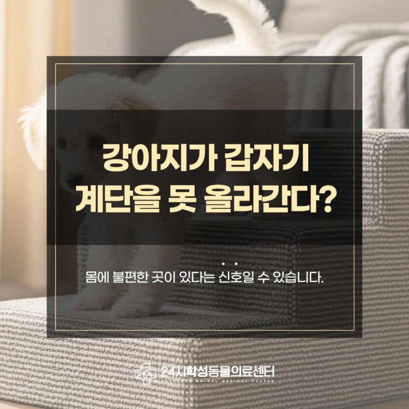 울산 24시 동물병원, 강아지가 갑자기 계단을 못 올라간다면?