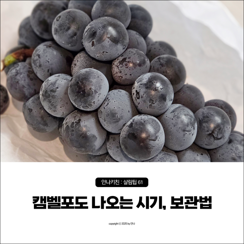 캠벨포도 오래 보관하는법, 나오는 시기와 10월 끝물 저장포도 맛