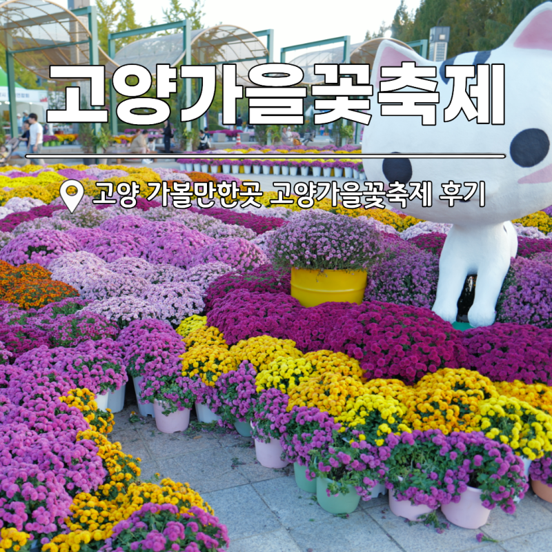 일산 가볼만한곳 고양가을꽃축제 일산호수공원 리뷰