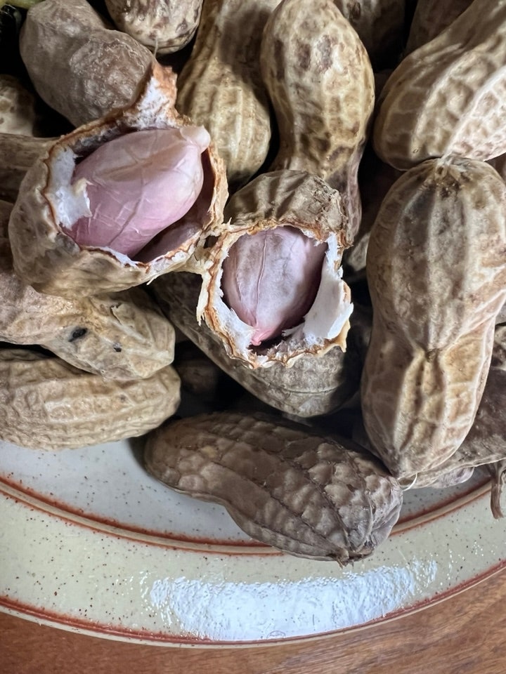 가을 제철 햇땅콩 먹는 법, 껍질째 삶은 땅콩과 에어프라이어 구운 땅콩 맛 비교