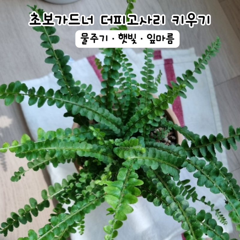 더피고사리 키우기 물주기 햇빛 잎마름 초보 고사리식물 추천