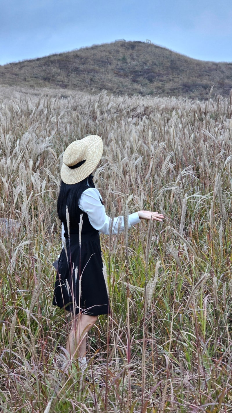 합천 가을여행 황매산 군립 공원 억새와 오래가는 핑크목수국