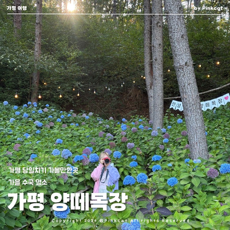 경기도 가평 가볼만한곳 양떼목장 대형 베이커리 카페 가을 수국, 알파카 농장 볼거리 가득
