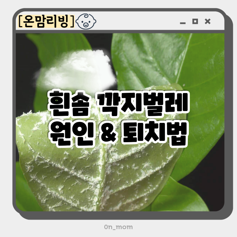 흰솜깍지벌레 원인 고무나무 깍지벌레 약 퇴치 시 주의할 점