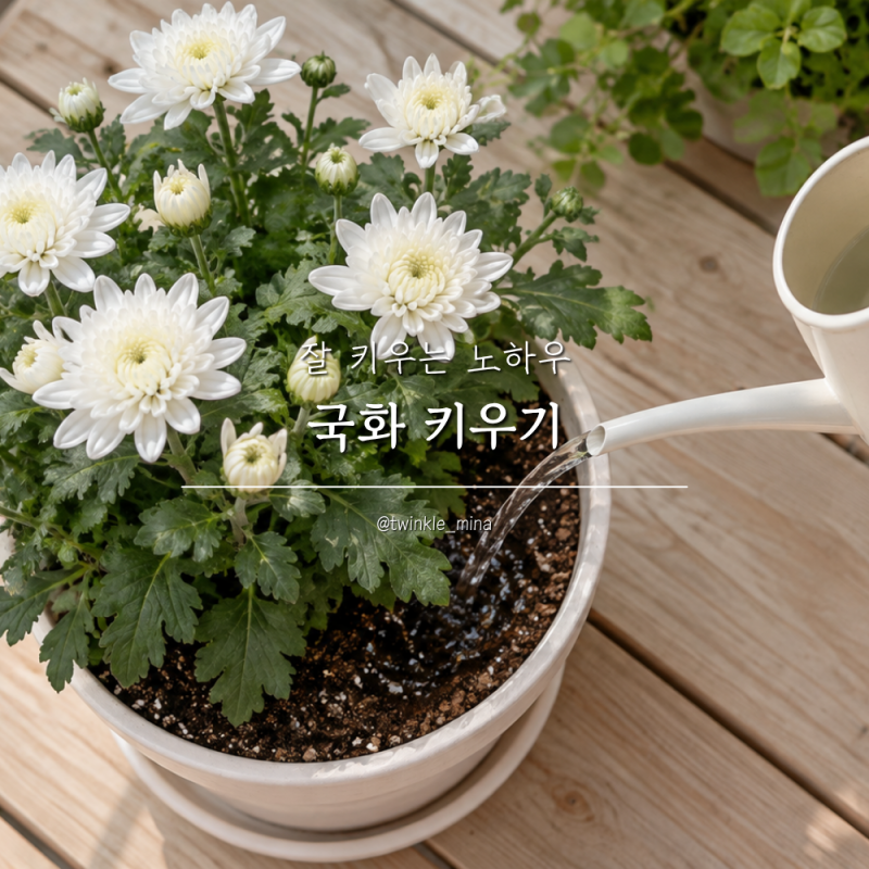 국화 키우기 어렵지 않아요! 물주기와 꽃이 진 뒤 관리
