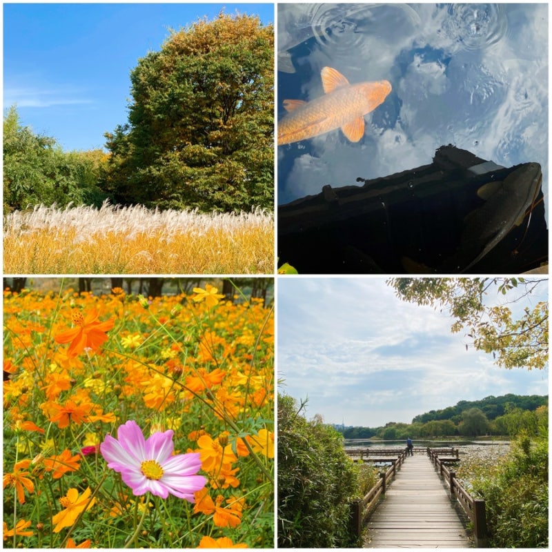 산책 - 일산호수공원 식물 구경