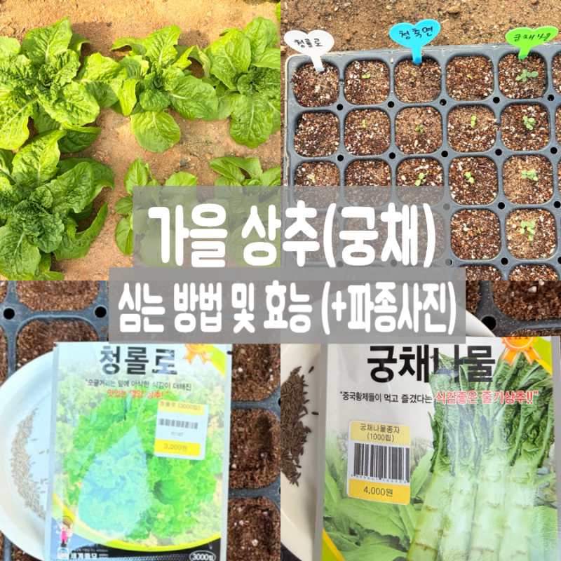 가을10월에 상추 심는시기와 궁채 파종 방법 키우기 꿀팁 (일주일 후 싹튼 모습)