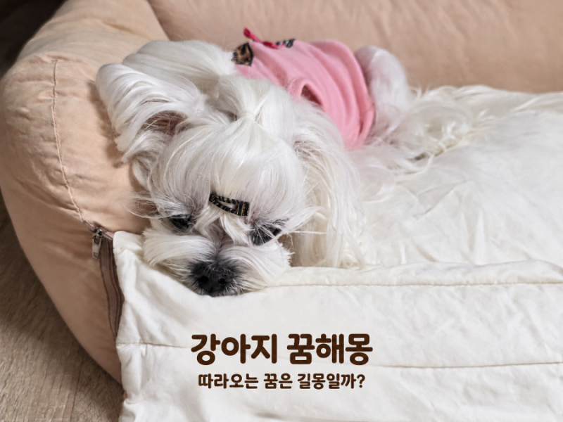 강아지 꿈해몽, 따라오는 꿈부터 안는 꿈까지 상황별 정리