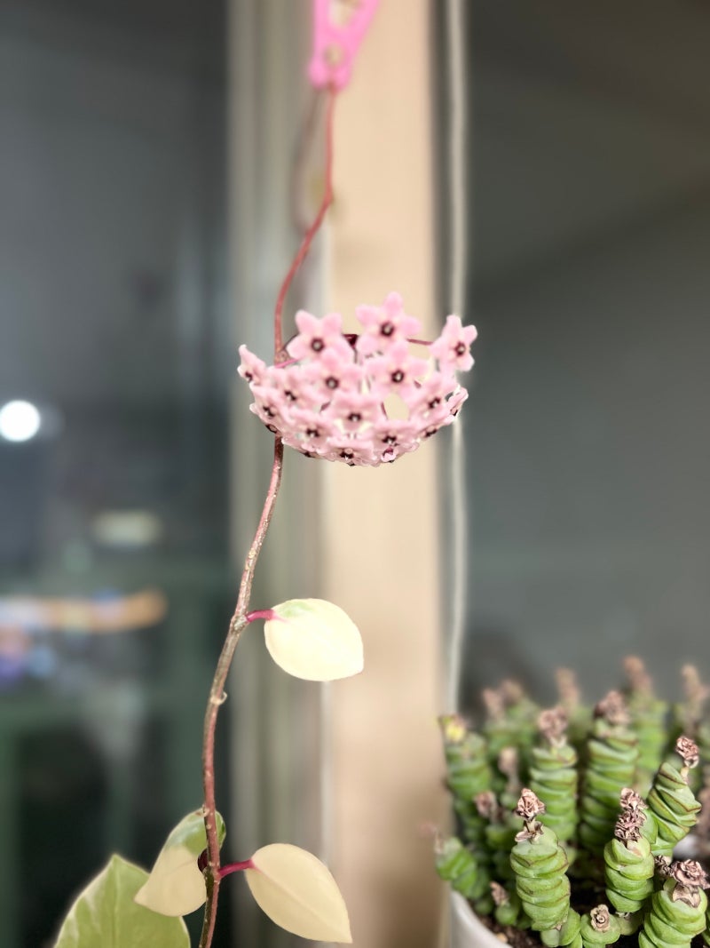 신기한 분홍별 호야꽃 이야기 2