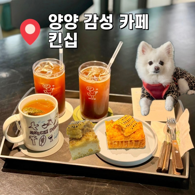 양양 카페 킨십 신비로운 천장 수영장 뷰와 초당옥수수 크럼블 맛집 애견동반 솔직후기