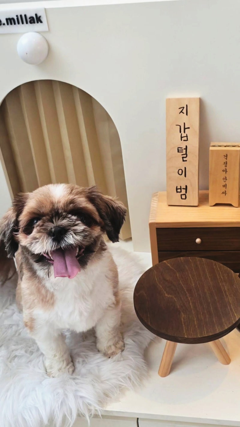 부산 광안리 애견동반 카페 루프탑 인조잔디 운동장이 있는 고더커피 민락DT&펫파크점 방문 ....