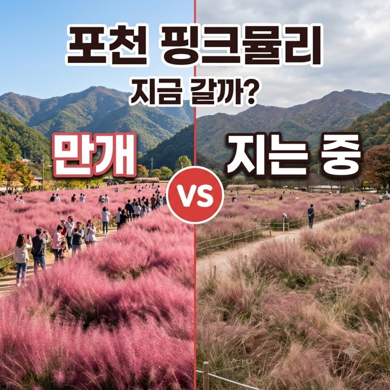 포천 핑크뮬리 허브아일랜드 만개 시기와 방문 팁